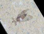 Fossil March Fly (Plecia) - Green River Formation #65170-1